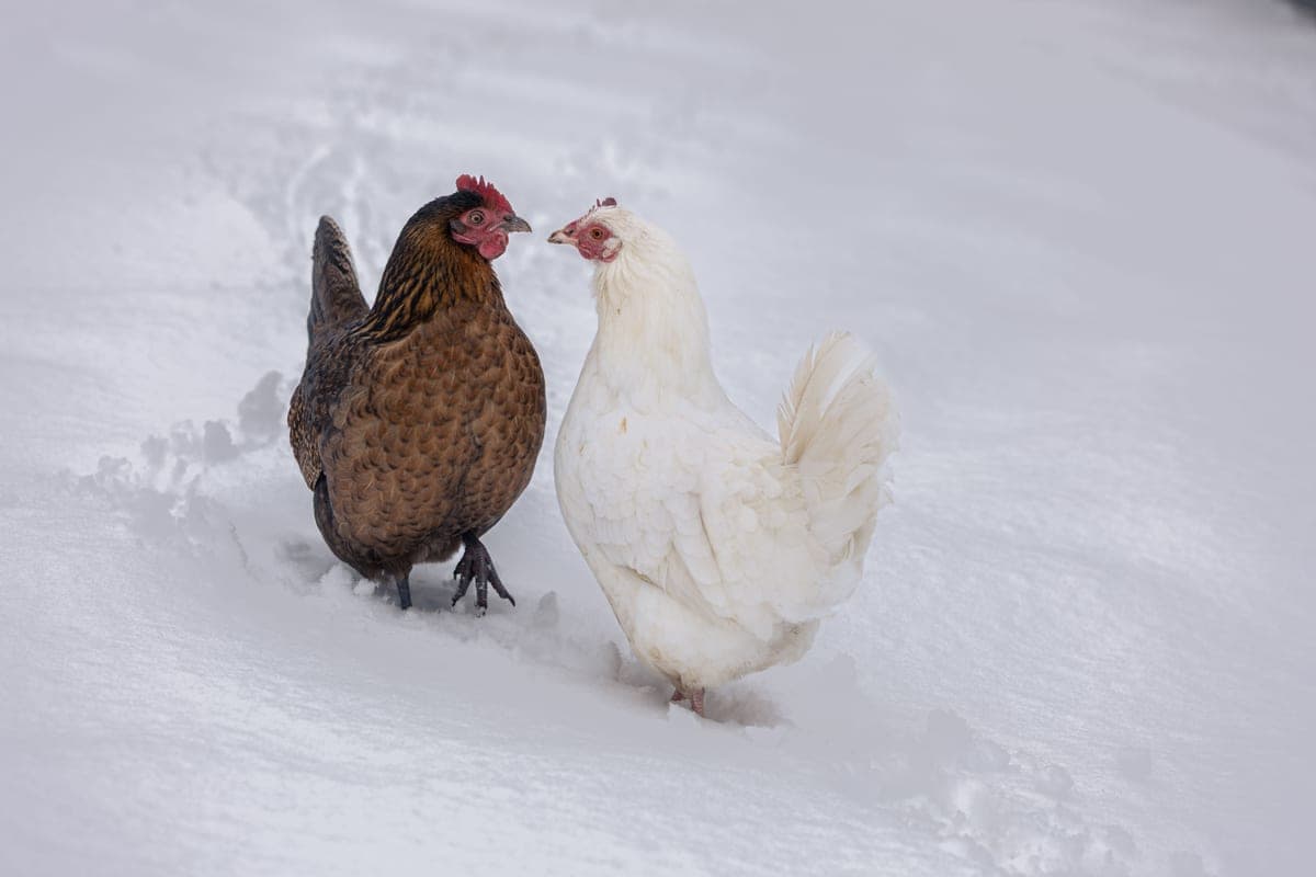 Two chickens standing outdoors in a snowy winter scene
