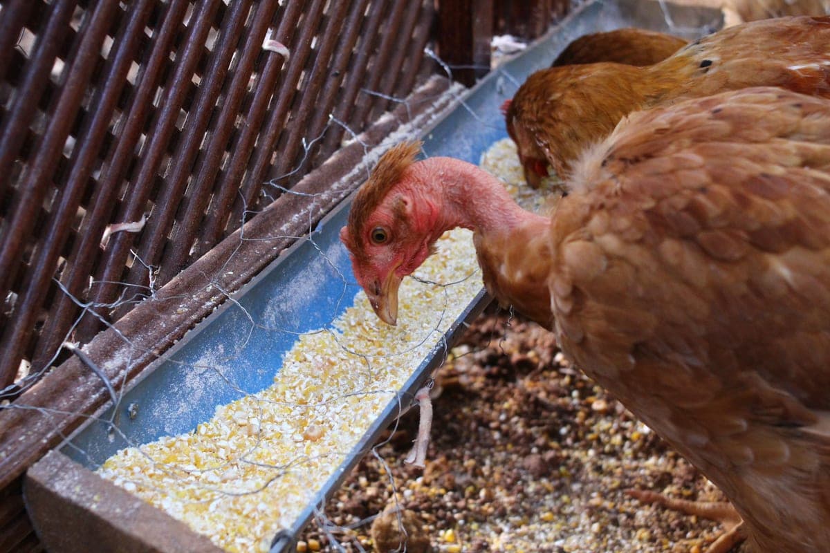 Chickens feeding on scattered grain on open ground