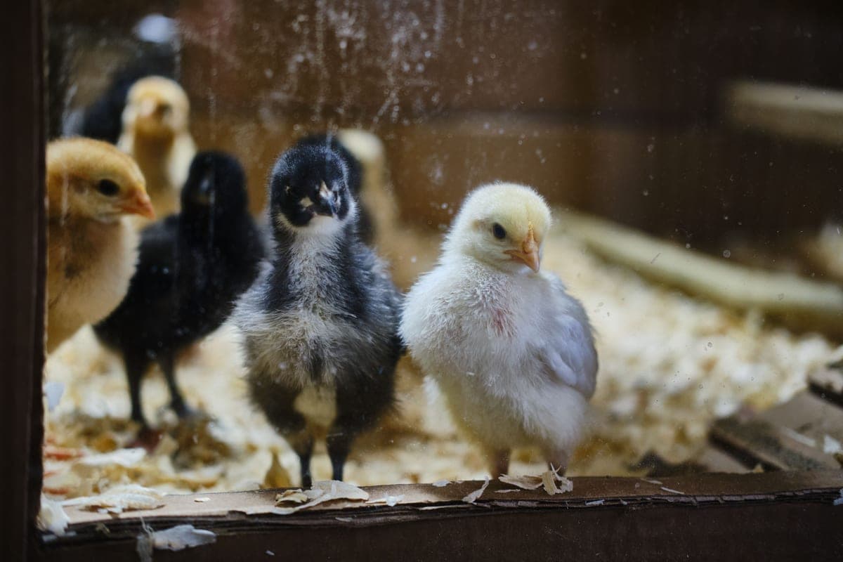 Young chicks standing together in a brooder enclosure