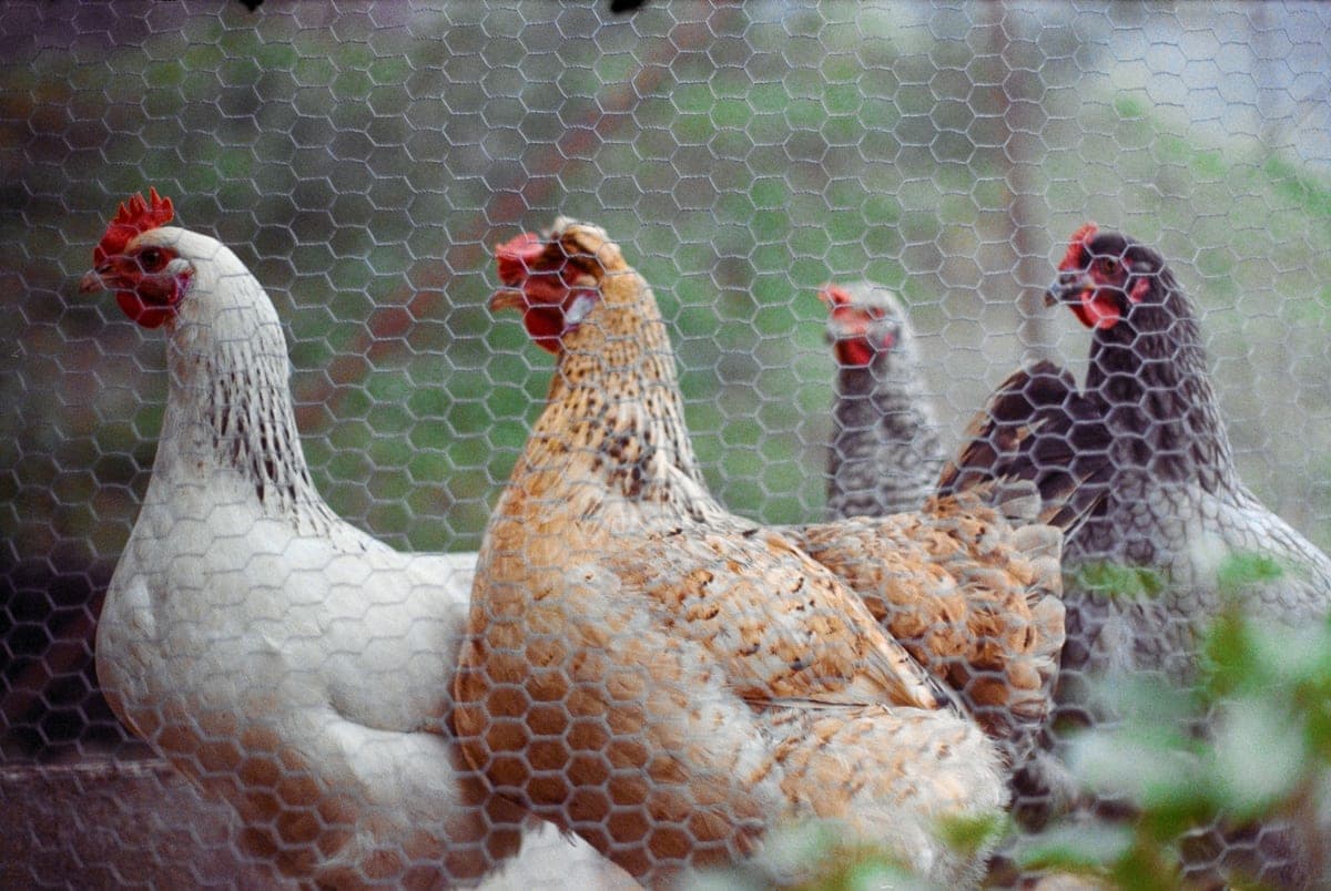 Hens standing behind a wire mesh fence in a secure run