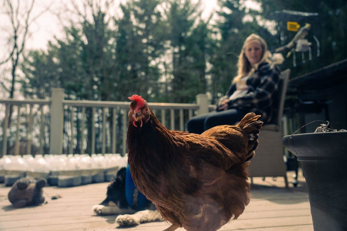 A hen standing on a terrace in daylight