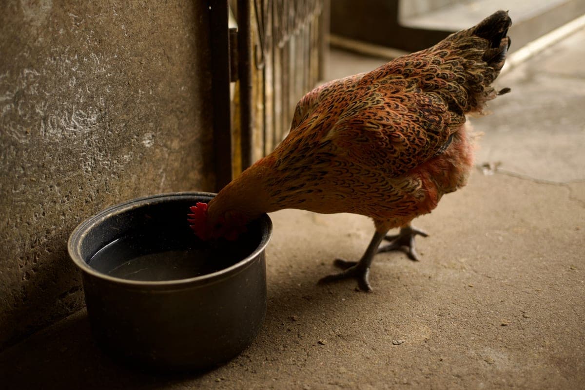 A hen drinking from a shallow water container outdoors